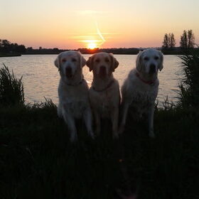 Saampies genieten van de avondzon