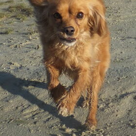 Teske in actie