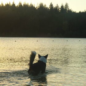 Lekker het water in tijdens zonsondergang.