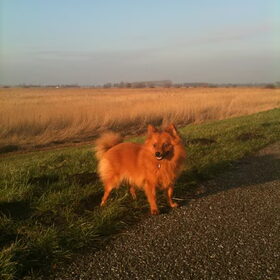 Op de dijk