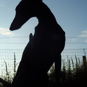 Silhouet van Pixie in het avondzonnetje