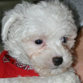 Ons Sweetyke nr. 2 (Ik had ze beter ons vechterke genoemd)