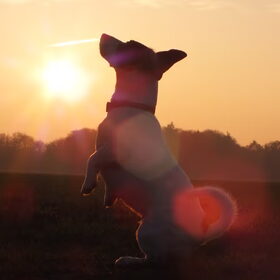 Daisy in het avondzonnetje