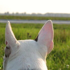 Op het weiland, met een mooie zon