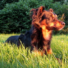 Avondlicht meditatie
