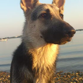 Lekker zwemmen in de avondzon