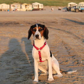 Mara voor de huisjes op het strand