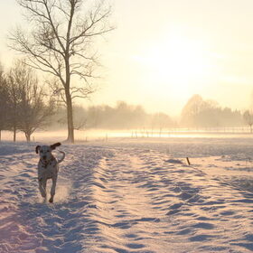 Sneeuw in de savanne :)