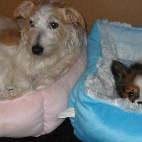 my sweethearts