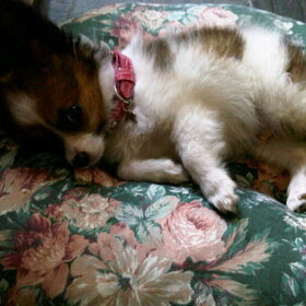 sweetieee