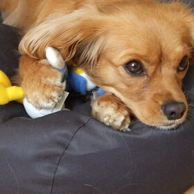 Lief he?