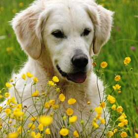 Yellow is the color!
