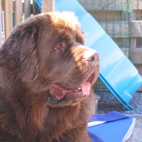 Bamse, een hond om van te houden !
