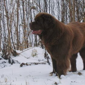 een hond om van te houden.