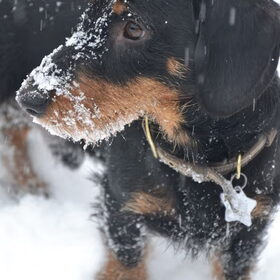 Sneeuwplaatje