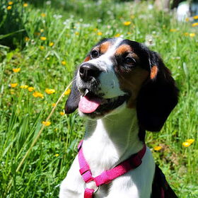 Mara in de Ardennen