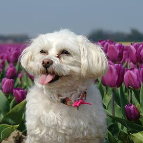 Quinty, flowergirl