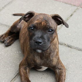 Brutus