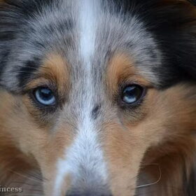 Abby's blauwe kijkers