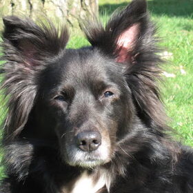 lieve Nara