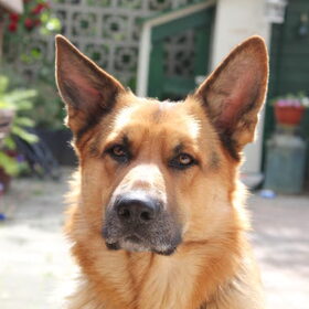 Knappe hond ben ik he?