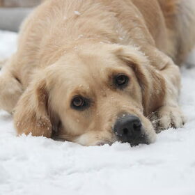 Afkoelen in de sneeuw