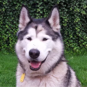 Desna