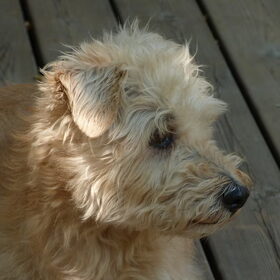 Filou.