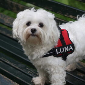 Luna in het Amsterdamse bos