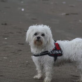 Luna in Noordwijk aan het strand