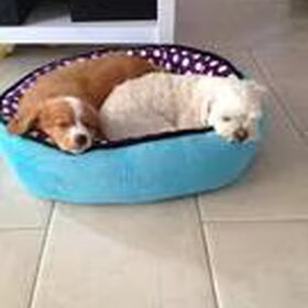 Diva & Sandy