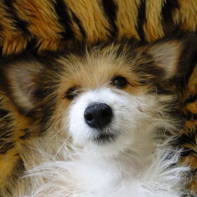 Cavia-hond