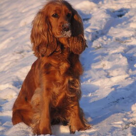 Fellow in de Sneeuw