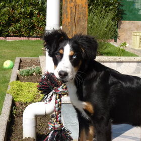 Shado, 7 maanden oud