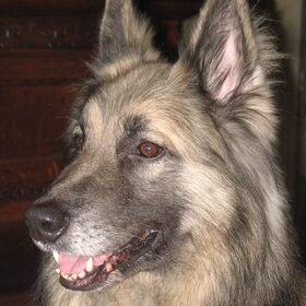 Wolf