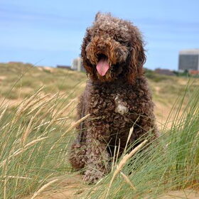 Bolle, onze koningin van de duinen