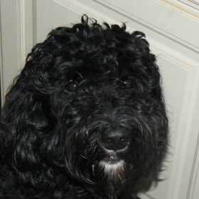 buddy