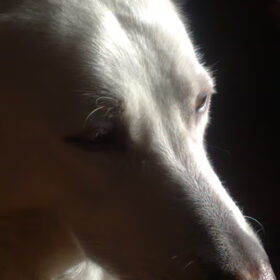 Beau