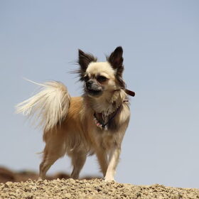Chica Chihuahua