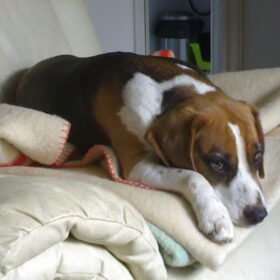Een luie Beagle