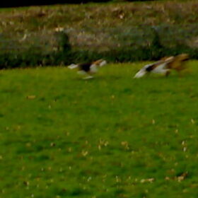 Indy, Lara en Spike rennen