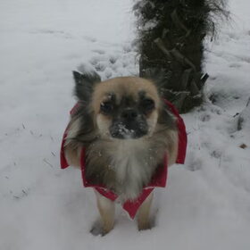 Snow Chichi