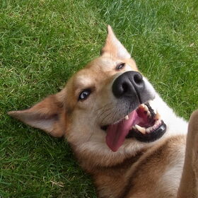 Mijn prachtige ontzettend snuggere hond