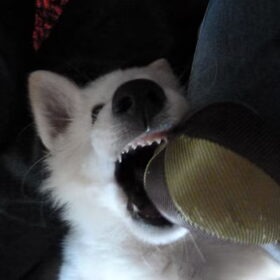 Grrr...