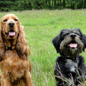 Chinese dogs