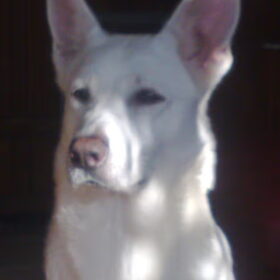 Beau