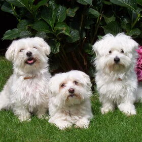 Onze drie rakkers