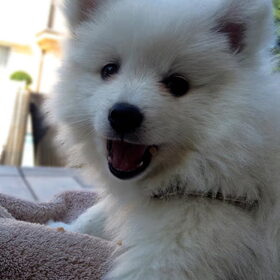 Happy puppy :)
