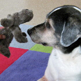 Lily en pluis