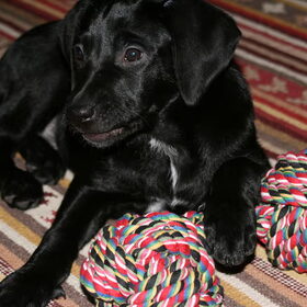 Baby Sita